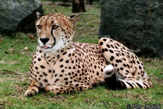 gepard